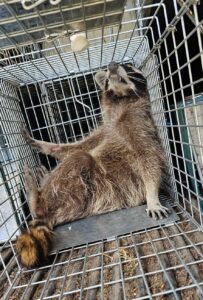 Animal Removal Sterling Heights, Michigan